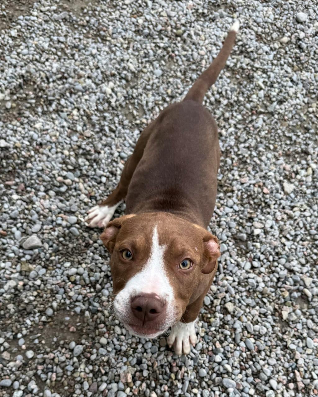 Dinghy, a 4 months old Brown Male American Bulldog Puppy
