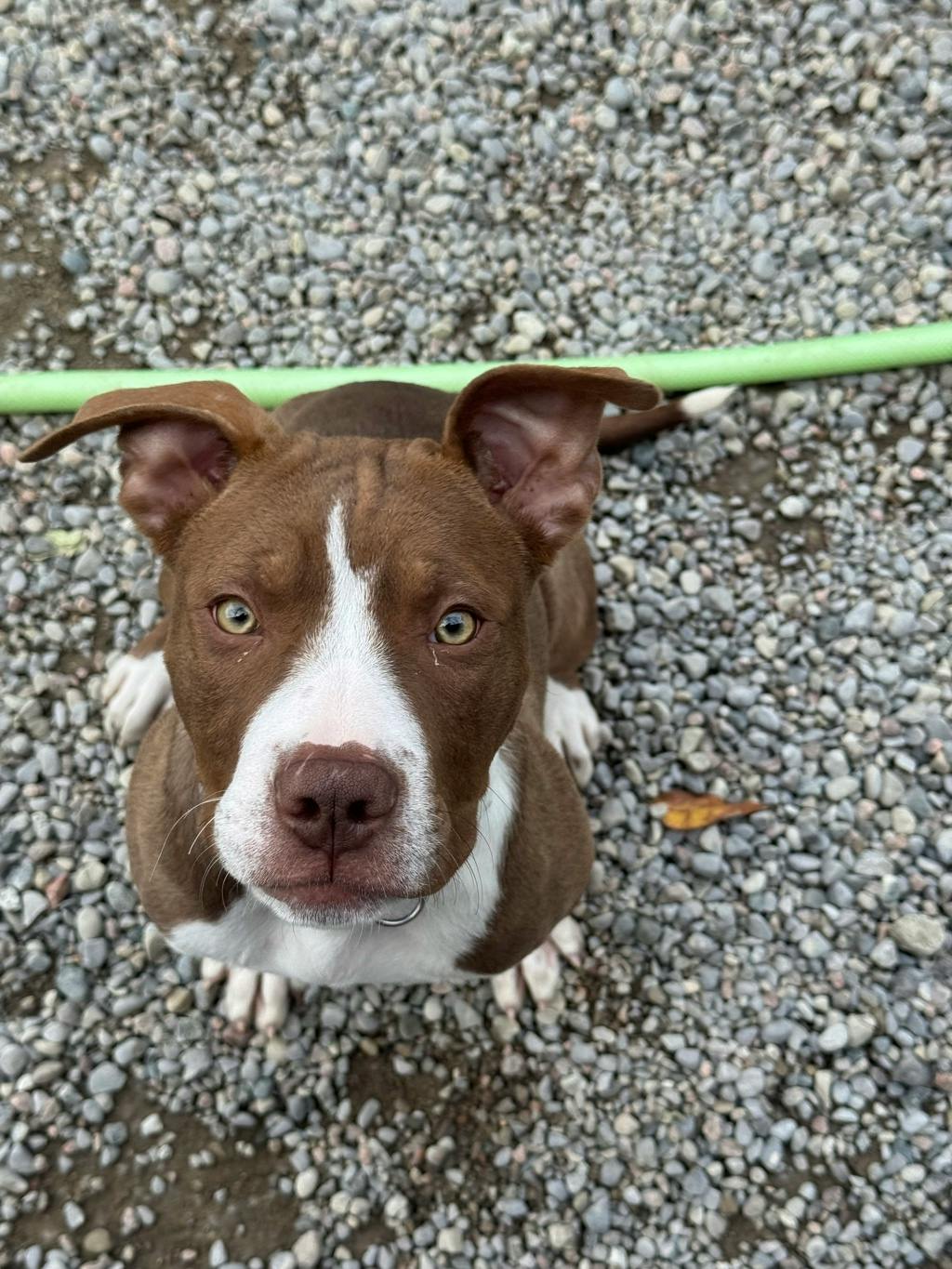 Dinghy, a 4 months old Brown Male American Bulldog Puppy