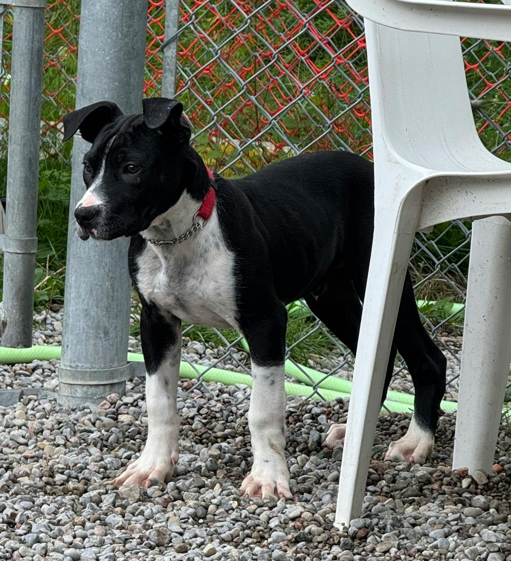 Catamaran, a 4 months old Black Male American Bulldog Puppy