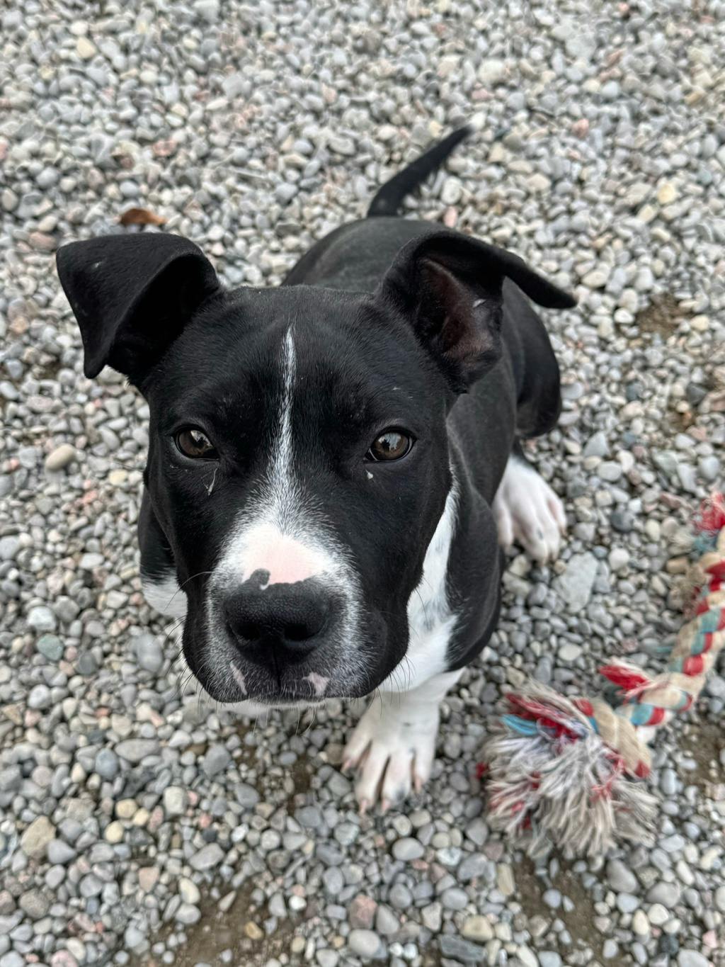 Catamaran, a 4 months old Black Male American Bulldog Puppy