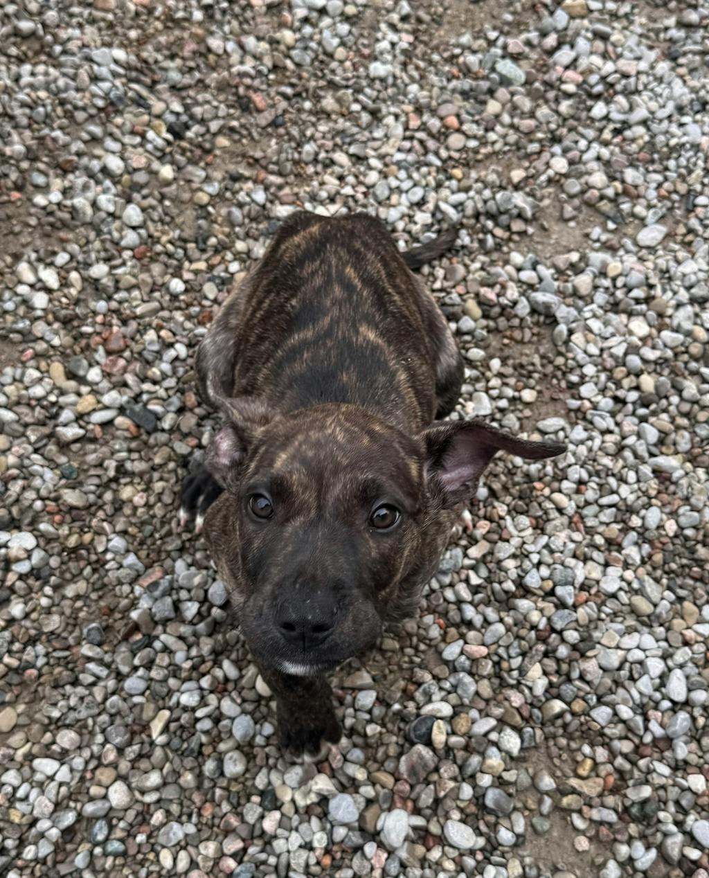 Ferry, a 3 months old Brindle Female American Bulldog Puppy