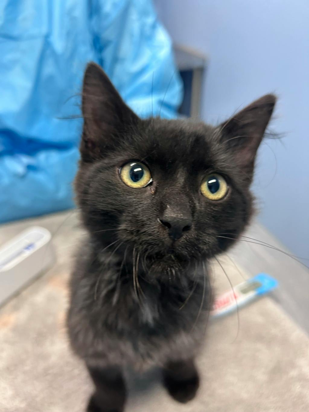 Michael Meowers, a 4 months old Black Male Domestic Medium Hair Kitten