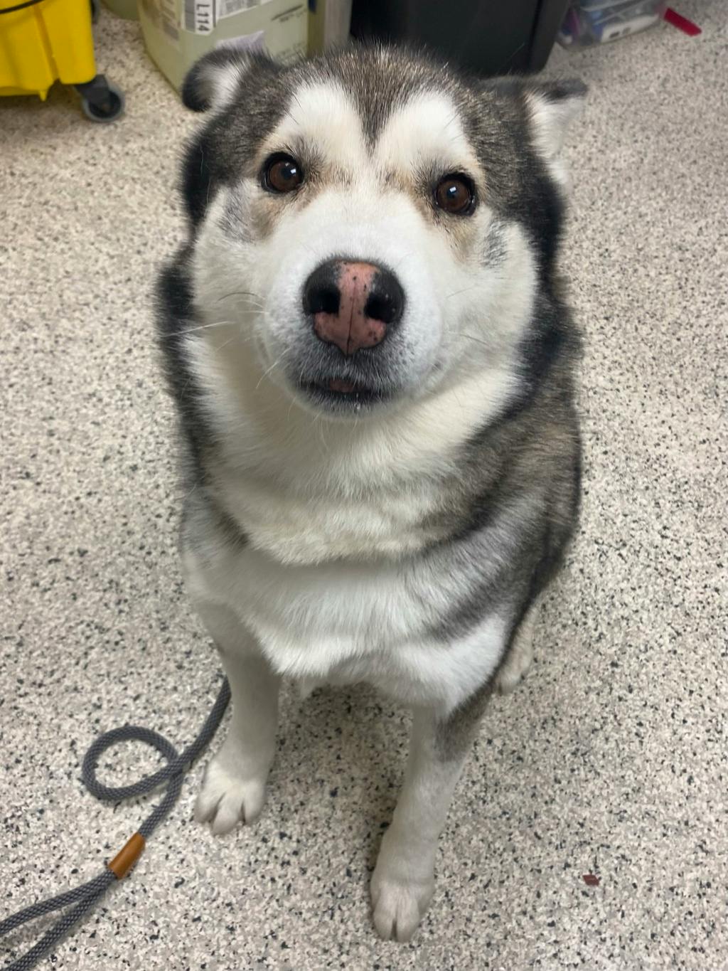 Gordon, a 6 years and 10 months old Black Male Siberian Husky Dog