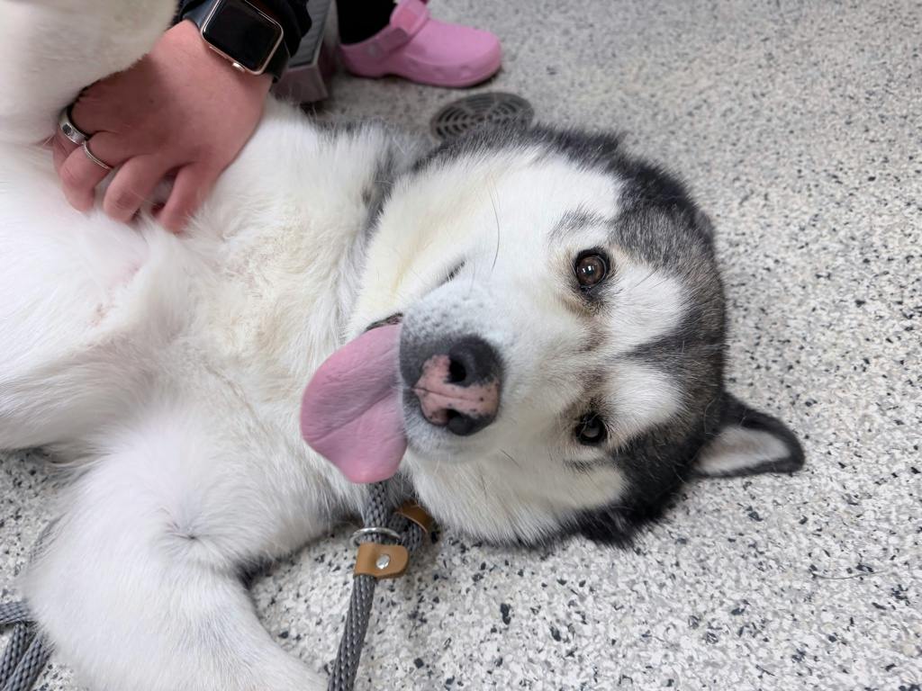 Gordon, a 6 years and 10 months old Black Male Siberian Husky Dog