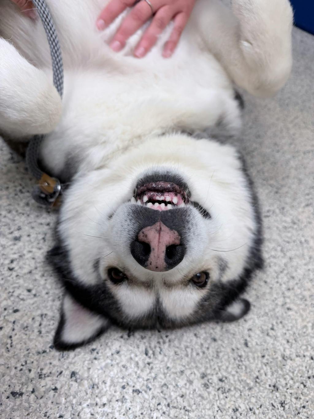 Gordon, a 6 years and 10 months old Black Male Siberian Husky Dog