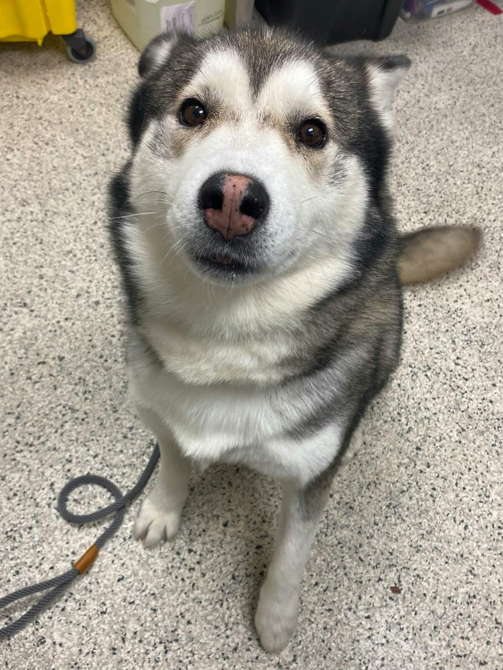 Gordon, a 6 years and 10 months old Black Male Siberian Husky Dog