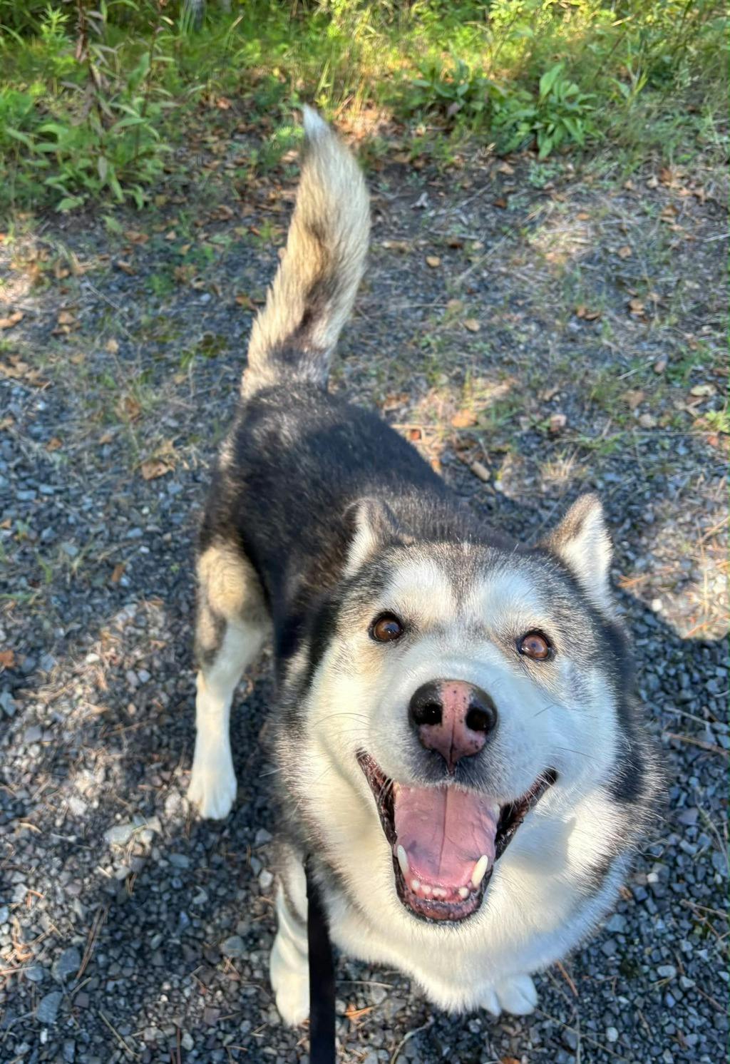 Gordon, a 6 years and 10 months old Black Male Siberian Husky Dog