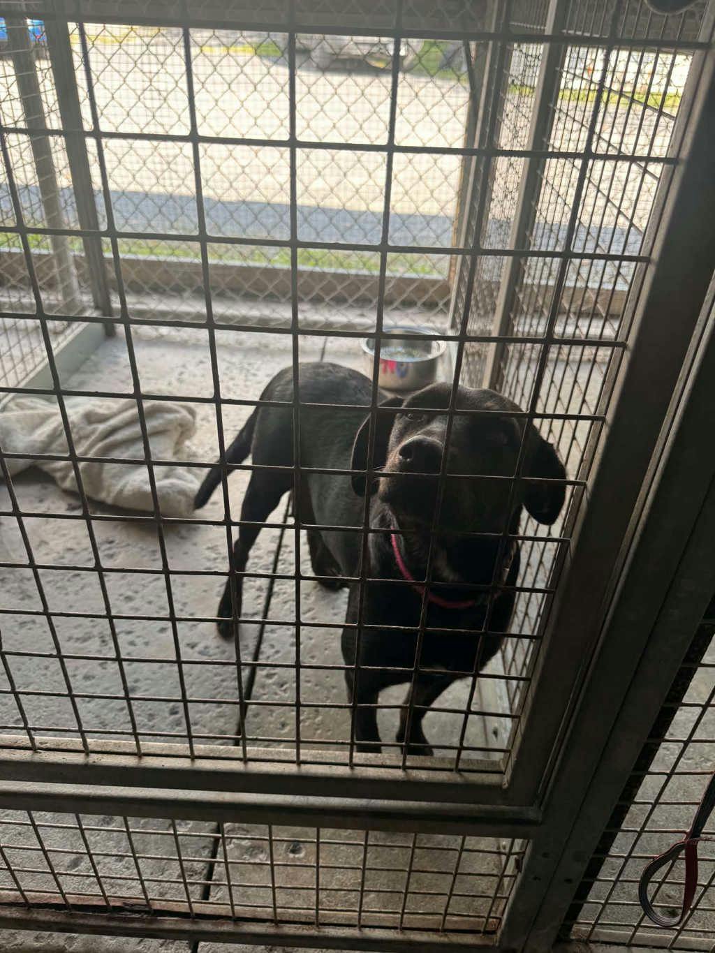 Lorelai, a 1 year and 1 month old Black Female Labrador Dog