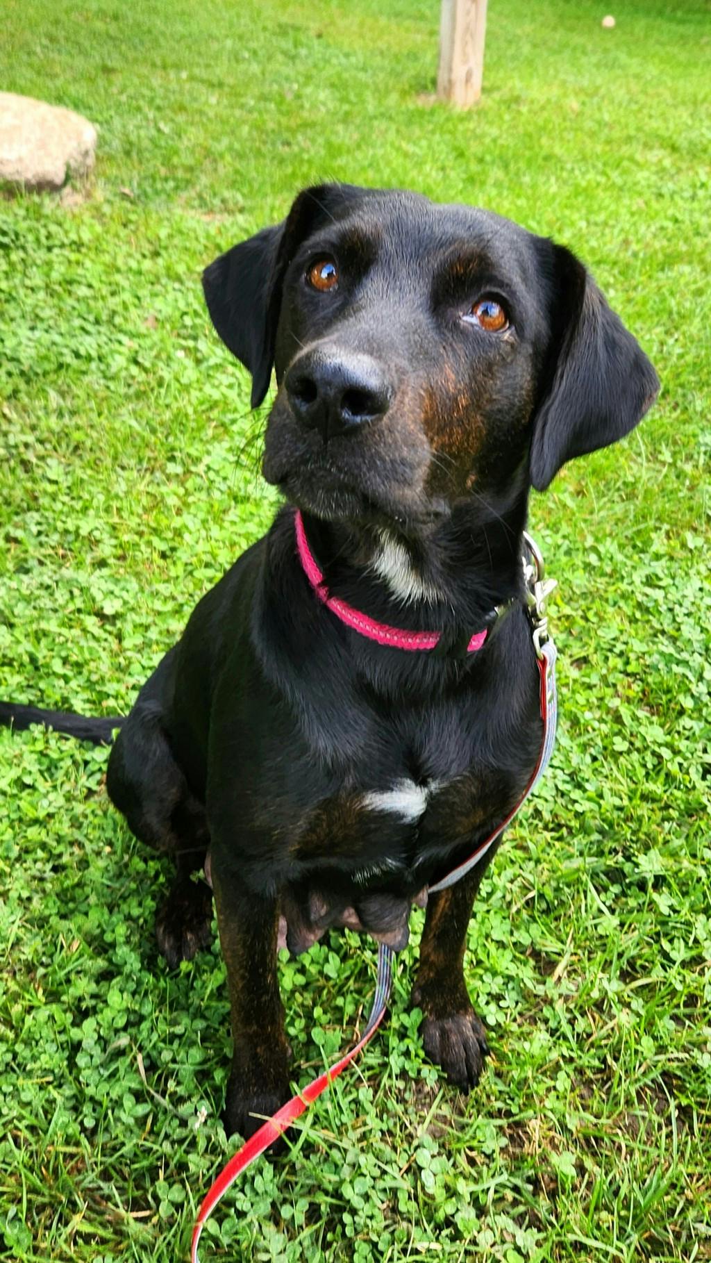 Lorelai, a 1 year and 1 month old Black Female Labrador Dog