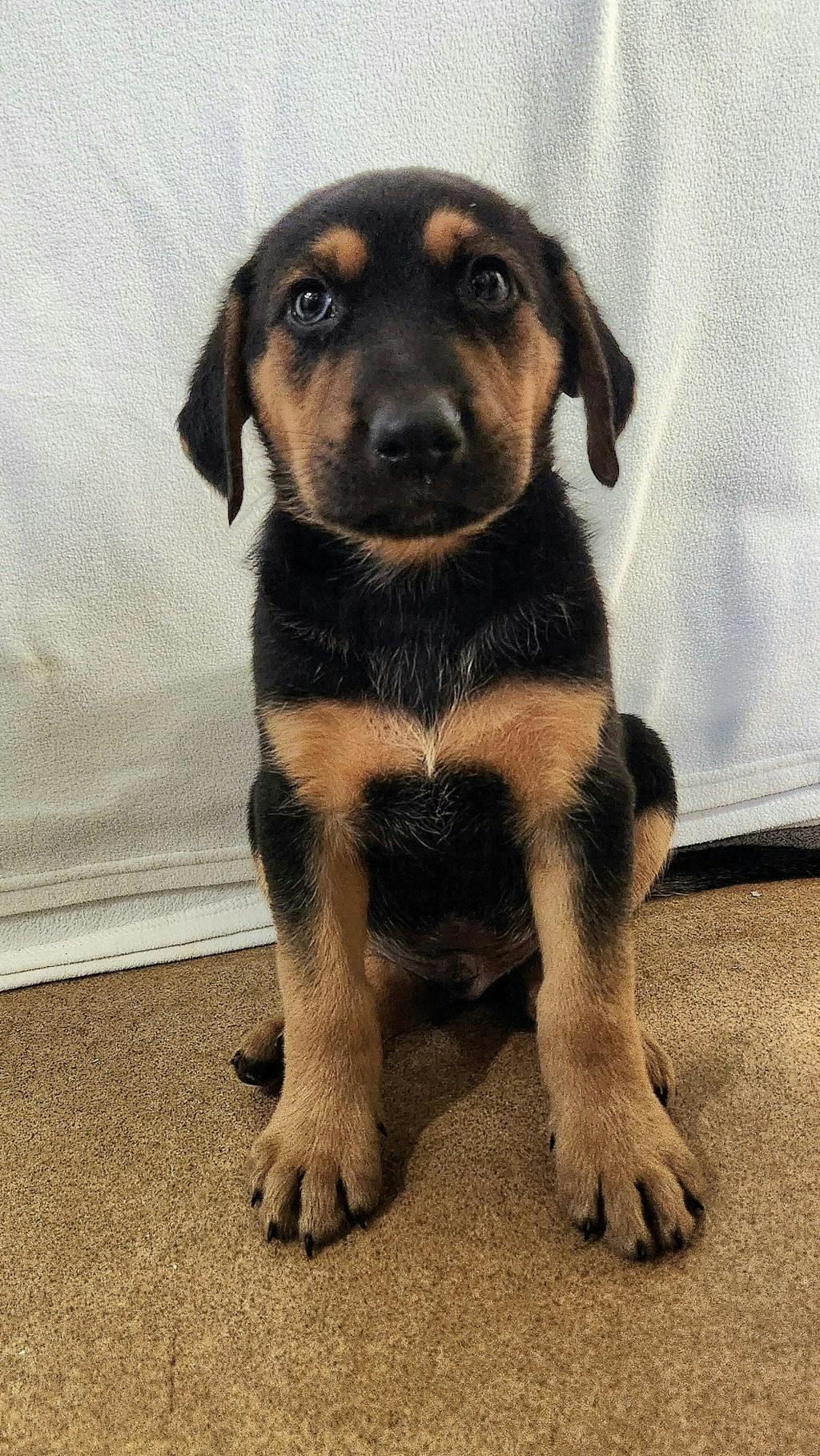 Kirk, a 8 weeks old Black Male Labrador Puppy