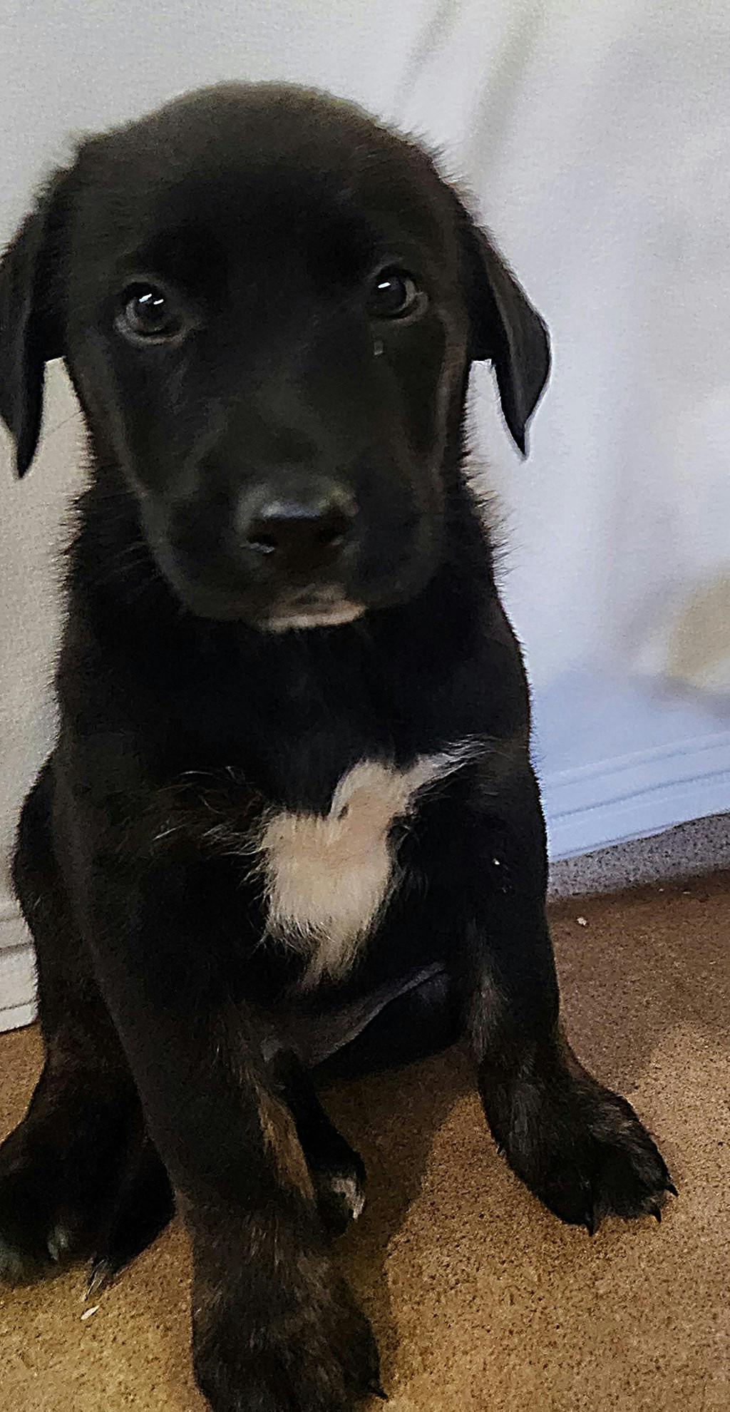 Dean, a 8 weeks old Black Male Labrador Puppy