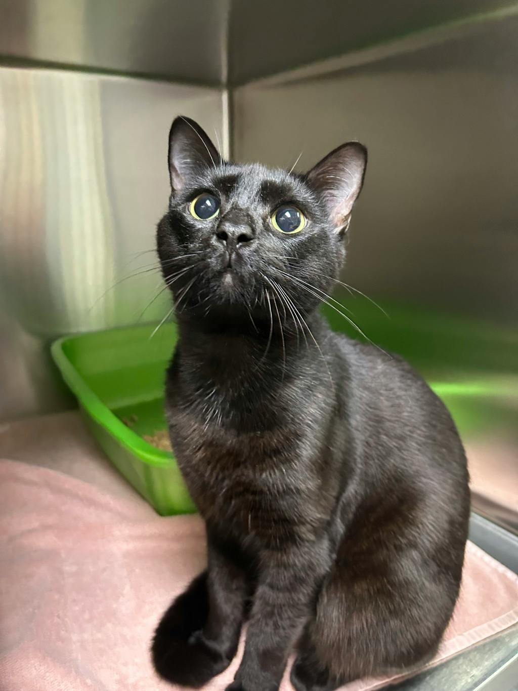 Teddy, a 1 year old Black Male Domestic Short Hair Cat