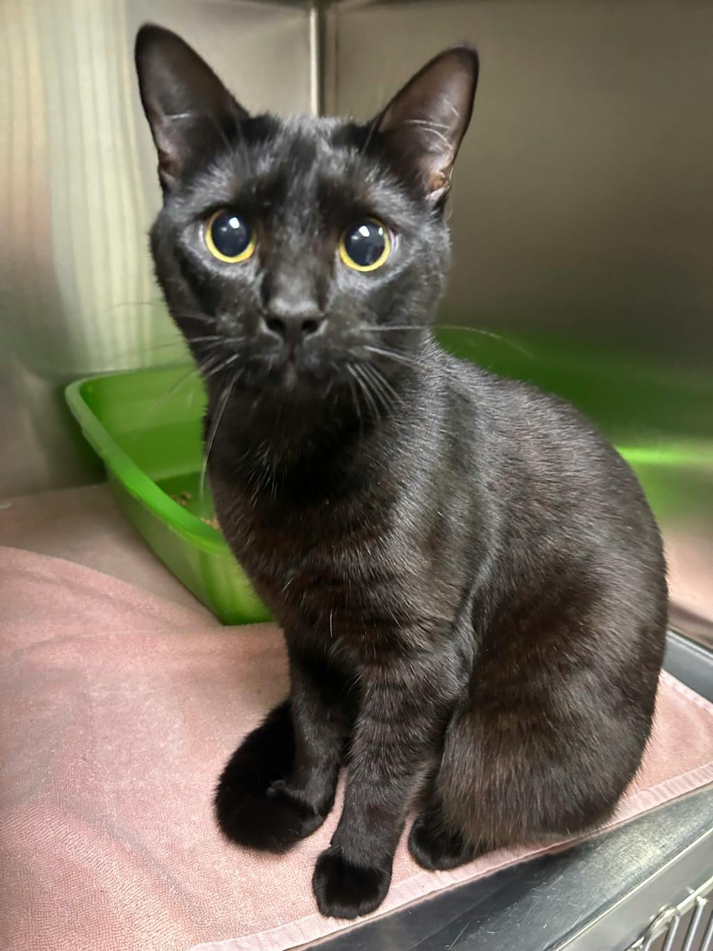 Teddy, a 1 year old Black Male Domestic Short Hair Cat
