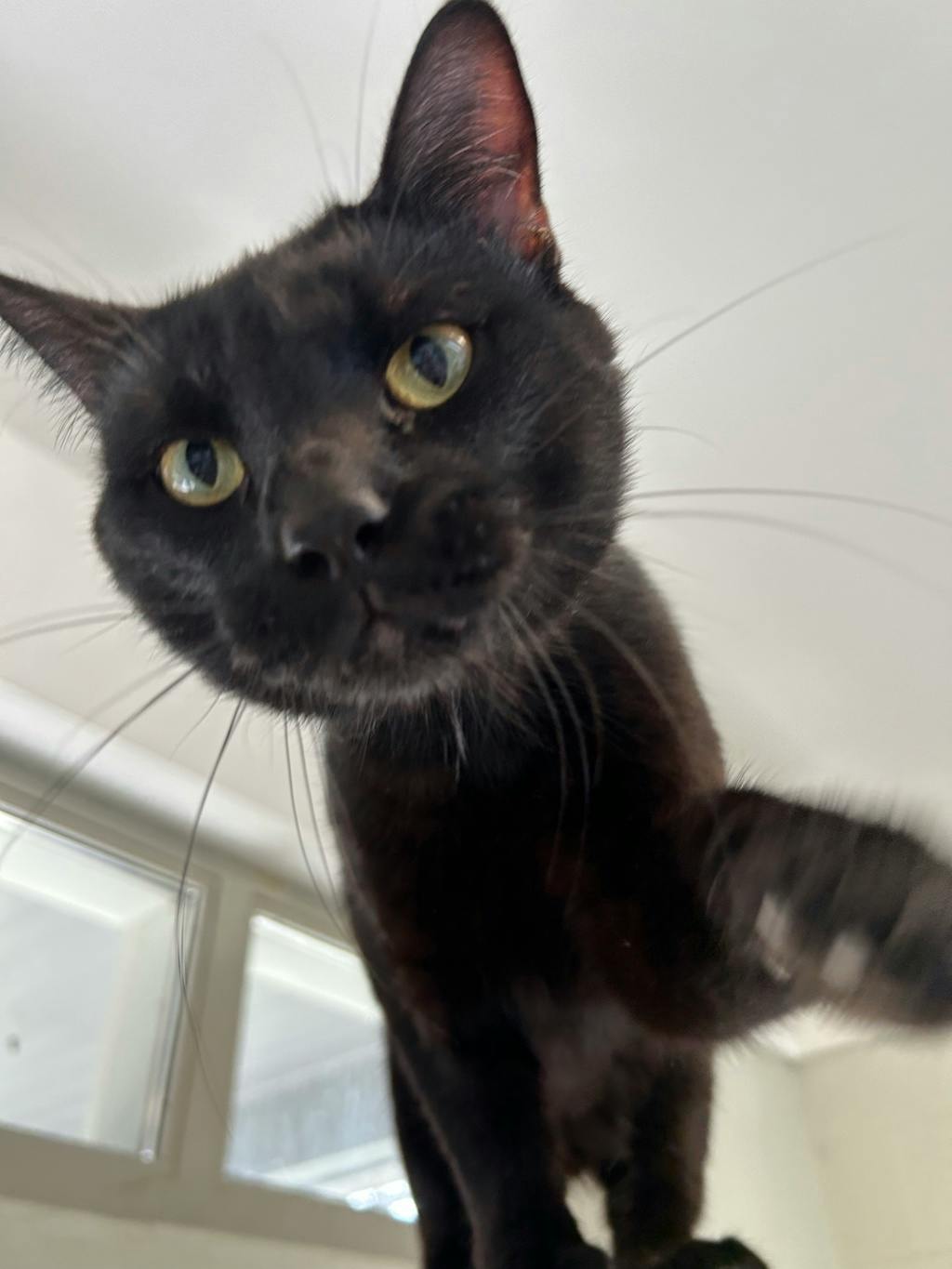 Teddy, a 1 year old Black Male Domestic Short Hair Cat
