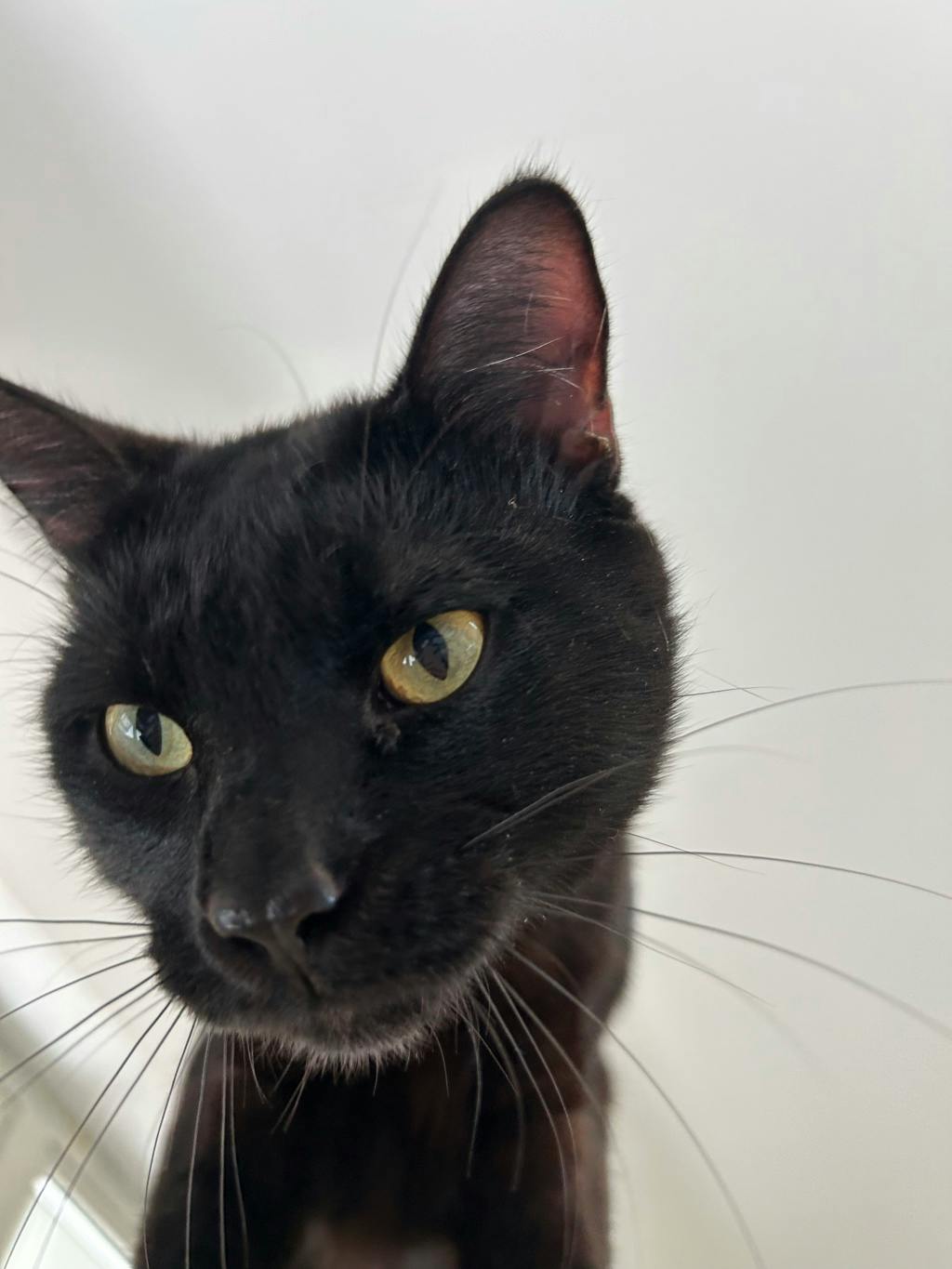 Teddy, a 1 year old Black Male Domestic Short Hair Cat