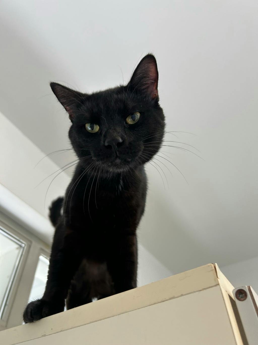 Teddy, a 1 year old Black Male Domestic Short Hair Cat