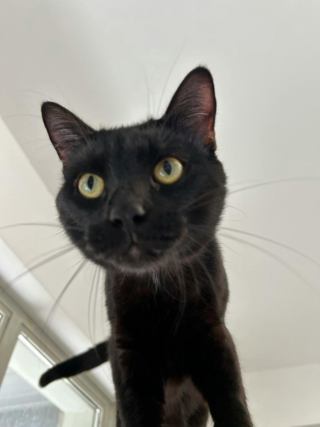 Teddy, a 1 year old Black Male Domestic Short Hair Cat