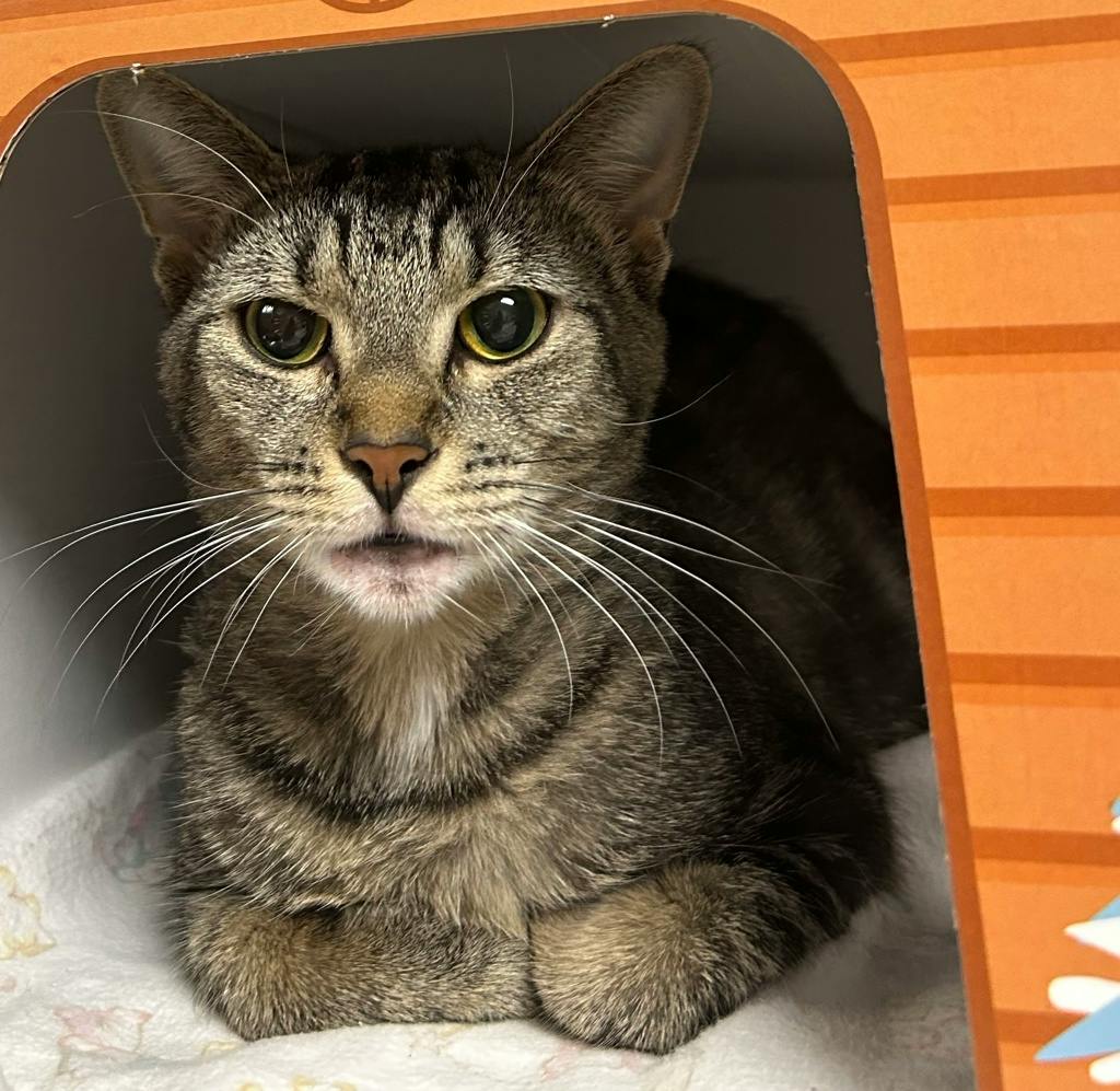 Blueberry, a 1 year old Tabby Female Domestic Short Hair Cat