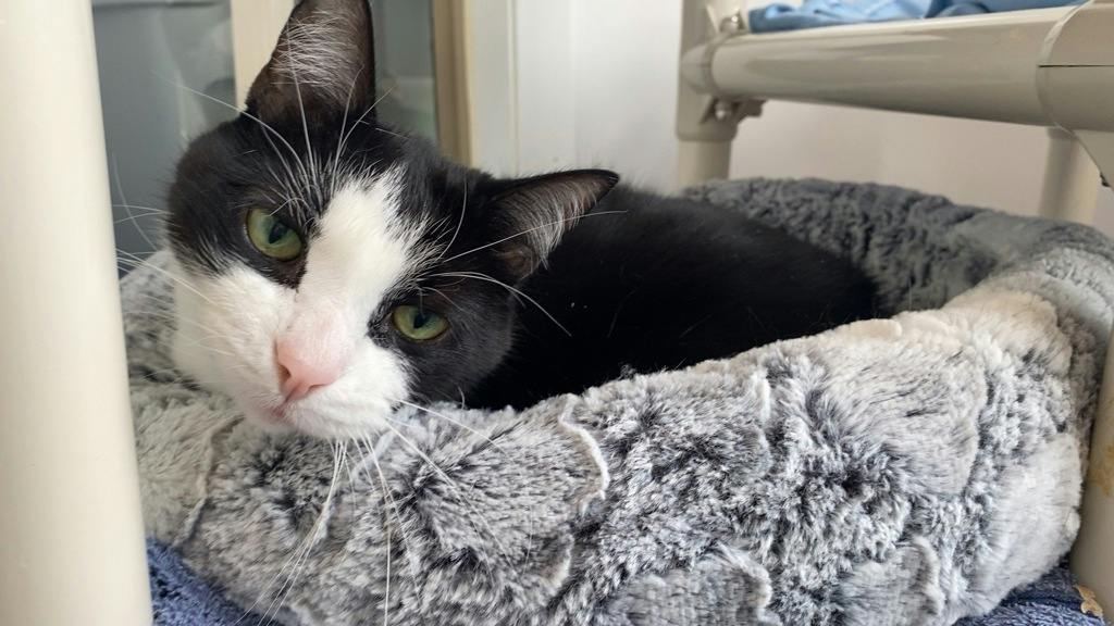 Tommy, a 13 years and 3 months old Black Male Domestic Short Hair Cat