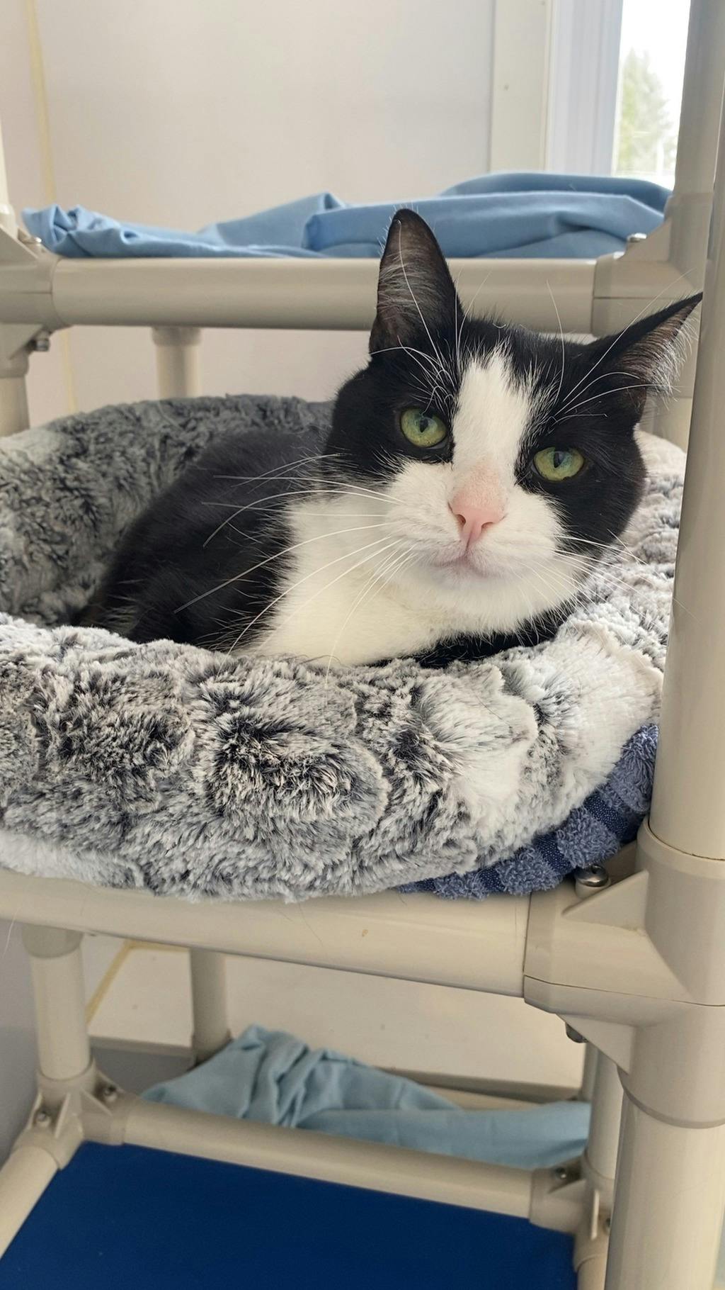 Tommy, a 13 years and 3 months old Black Male Domestic Short Hair Cat