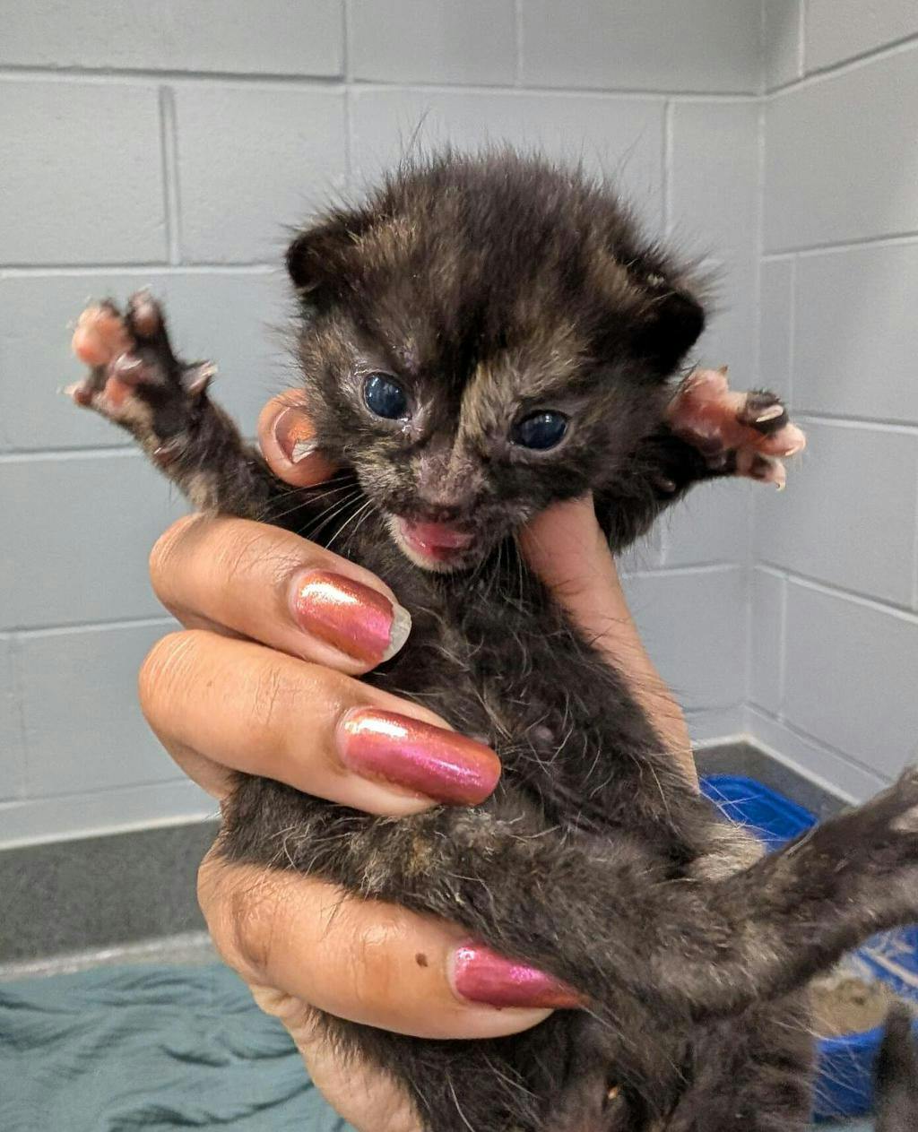 Maude, a 8 weeks old Tortoiseshell Female Domestic Short Hair Kitten