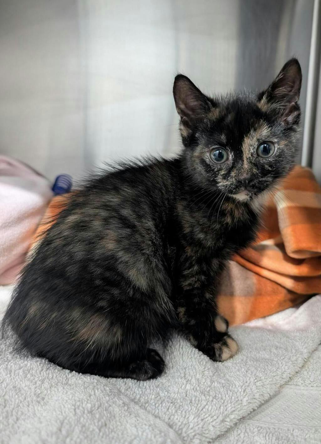Maude, a 8 weeks old Tortoiseshell Female Domestic Short Hair Kitten