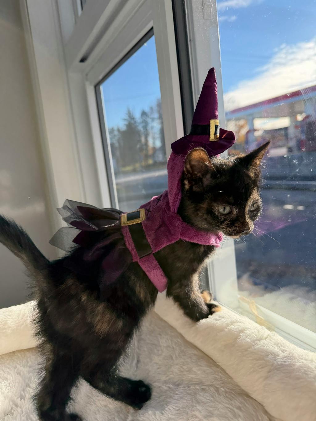 Maude, a 8 weeks old Tortoiseshell Female Domestic Short Hair Kitten