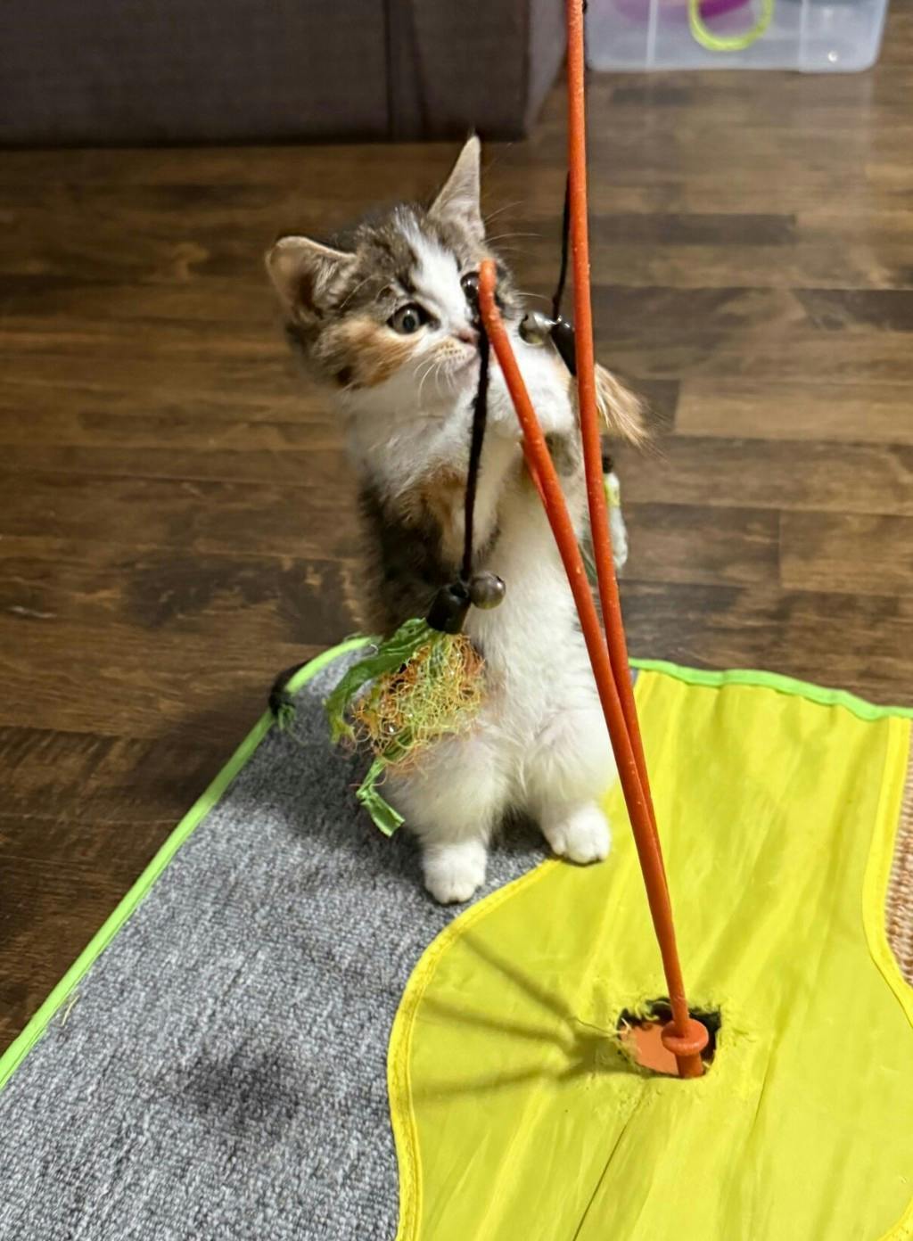 Ana (petsmart Orangeville), a 11 weeks old Calico Female Domestic Medium Hair Kitten