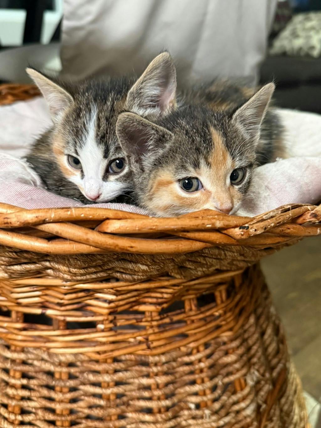 Ana (petsmart Orangeville), a 11 weeks old Calico Female Domestic Medium Hair Kitten
