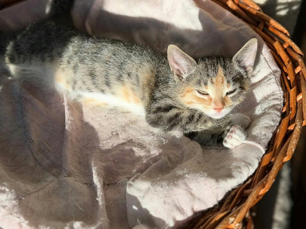 Fatima (petsmart Orangeville), a 11 weeks old Tabby Female Domestic Medium Hair Kitten