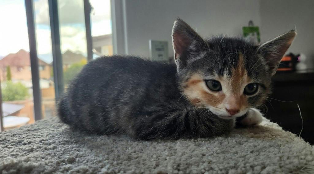 Fatima (petsmart Orangeville), a 11 weeks old Tabby Female Domestic Medium Hair Kitten