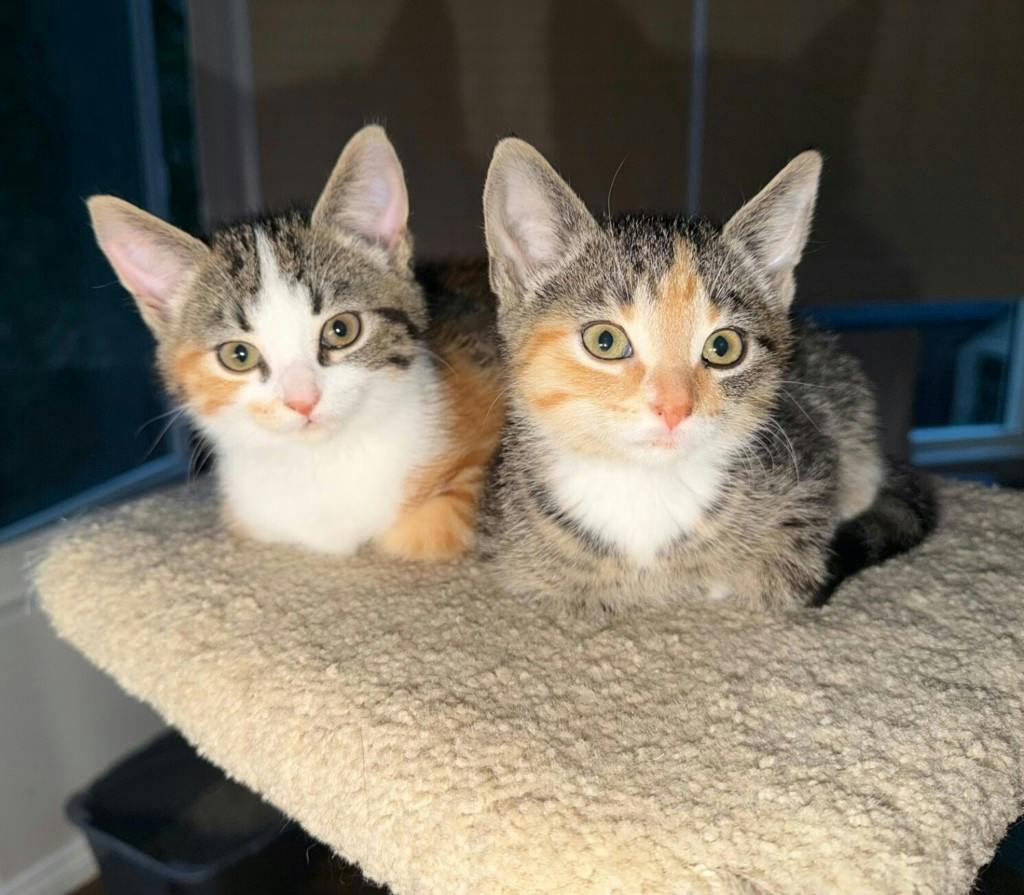 Fatima (petsmart Orangeville), a 11 weeks old Tabby Female Domestic Medium Hair Kitten