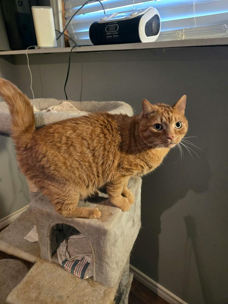 Benjamin, a 8 years old Orange Male Domestic Short Hair Cat