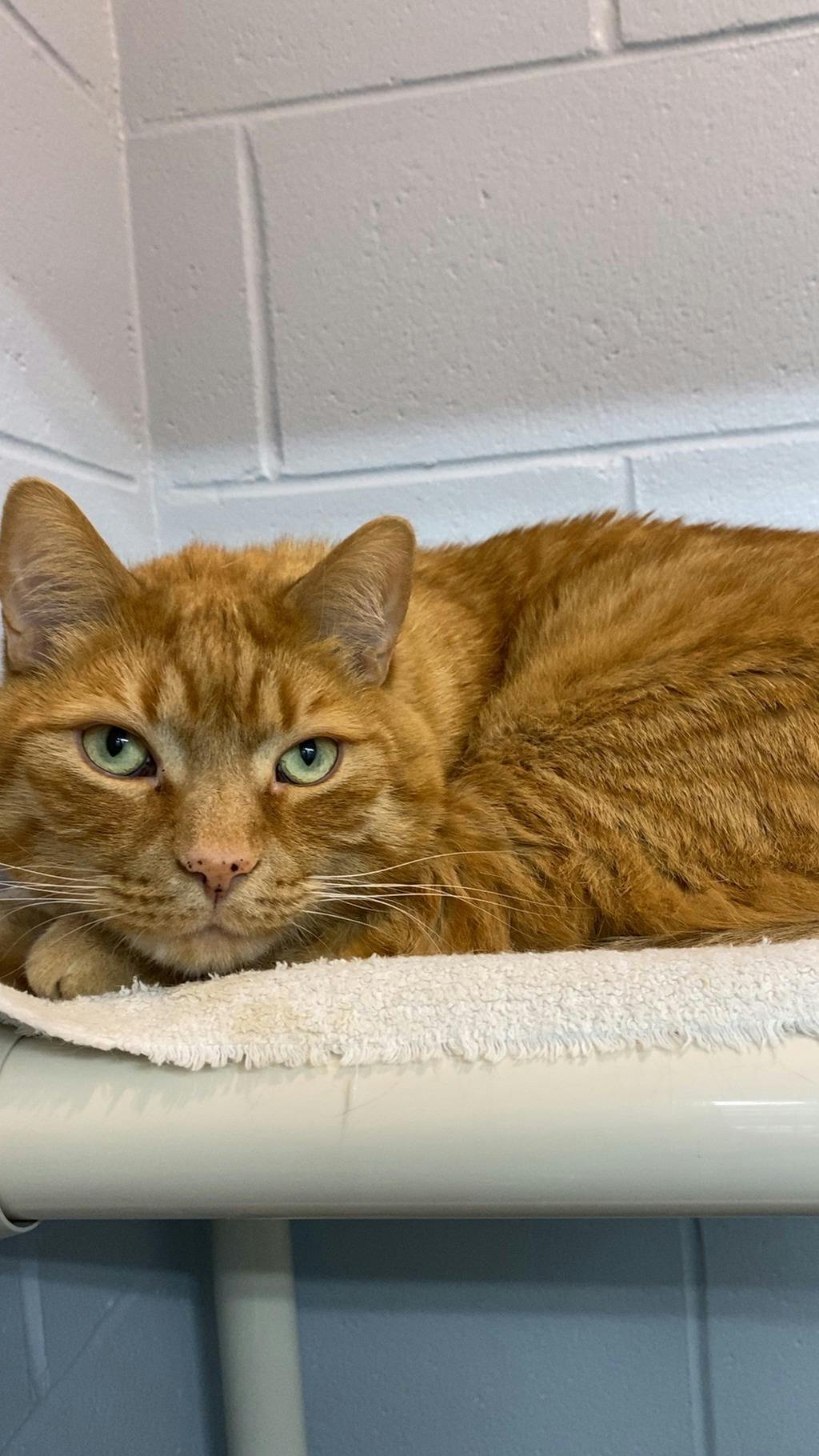 Benjamin, a 8 years old Orange Male Domestic Short Hair Cat