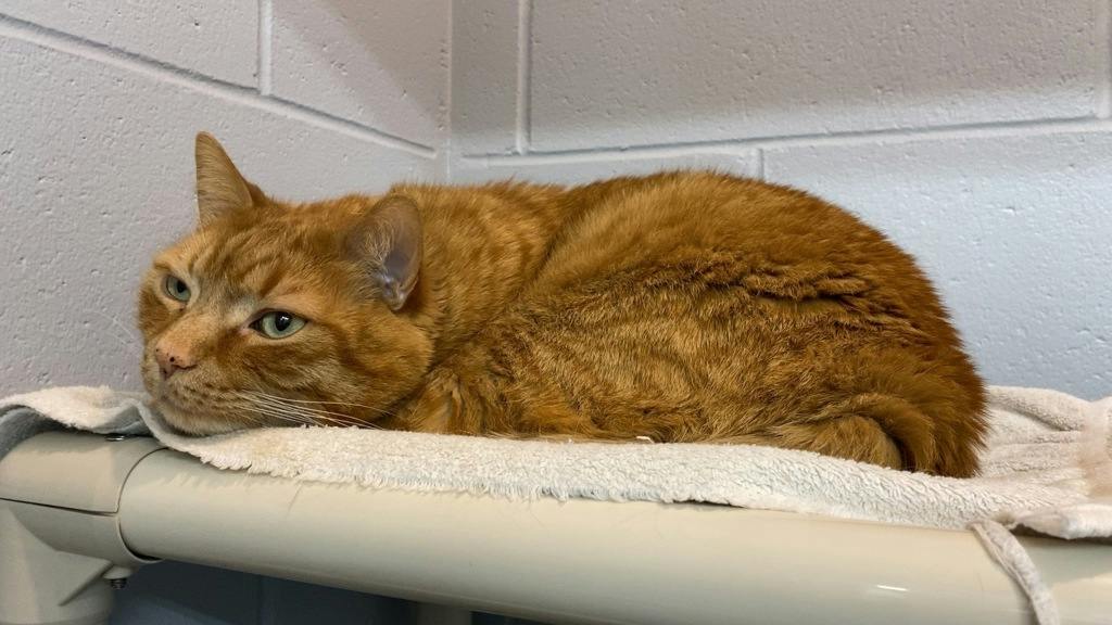 Benjamin, a 8 years old Orange Male Domestic Short Hair Cat
