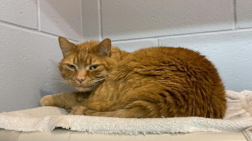 Benjamin, a 8 years old Orange Male Domestic Short Hair Cat