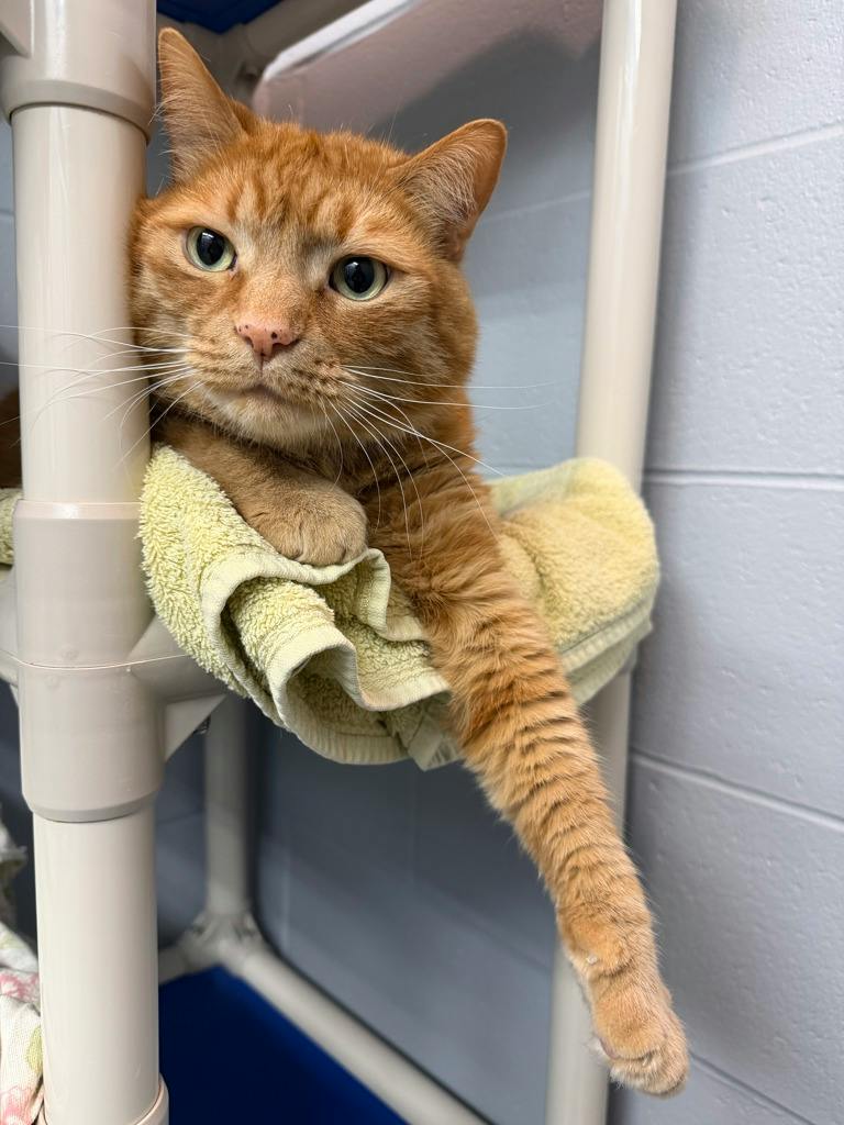 Benjamin, a 8 years old Orange Male Domestic Short Hair Cat
