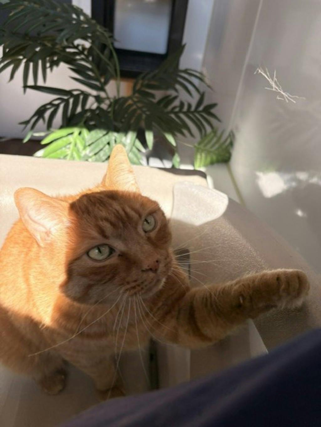 Benjamin, a 8 years old Orange Male Domestic Short Hair Cat