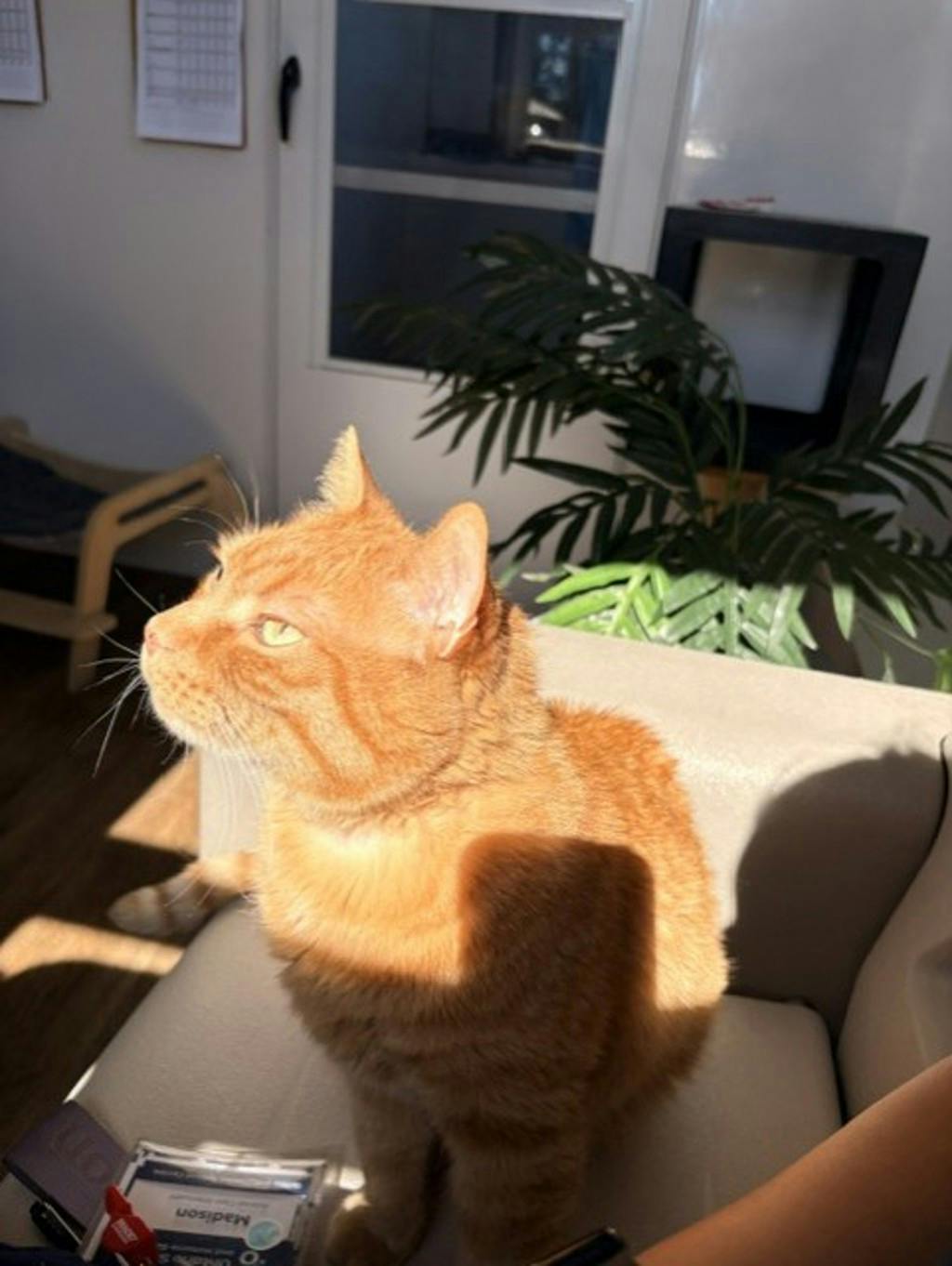 Benjamin, a 8 years old Orange Male Domestic Short Hair Cat