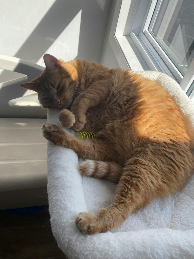 Benjamin, a 8 years old Orange Male Domestic Short Hair Cat