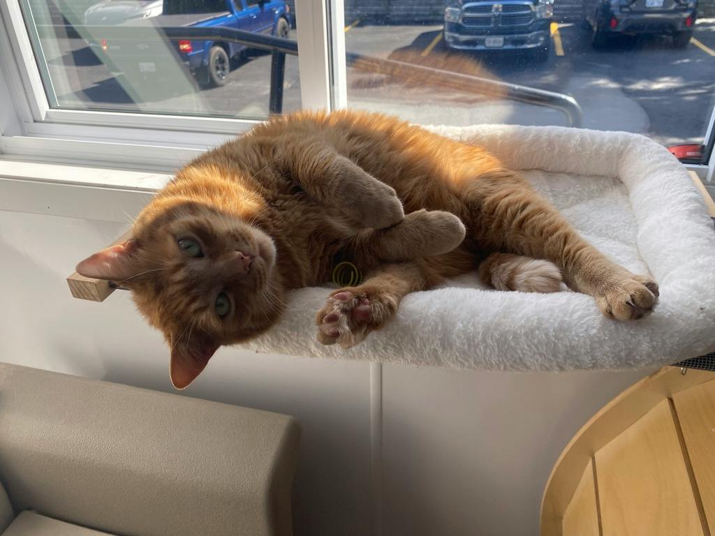 Benjamin, a 8 years old Orange Male Domestic Short Hair Cat