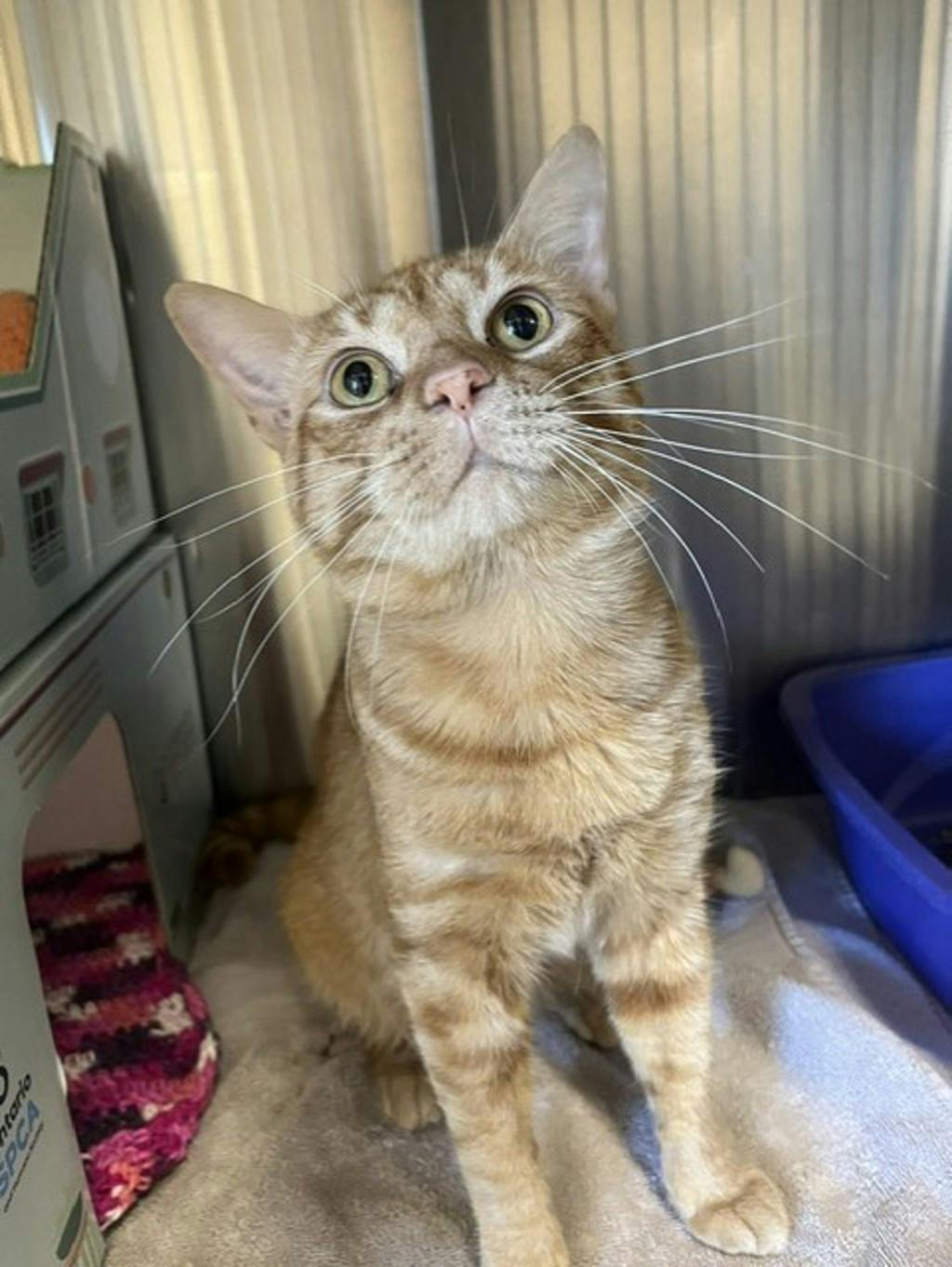 Cheddar, a 1 year and 7 months old Orange Male Domestic Short Hair Cat