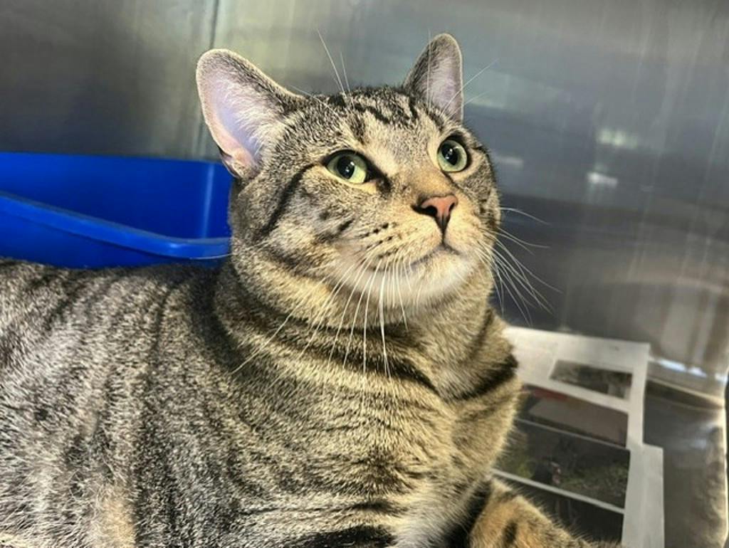 Oliver, a 2 years and 2 months old Brown Male Domestic Short Hair Cat