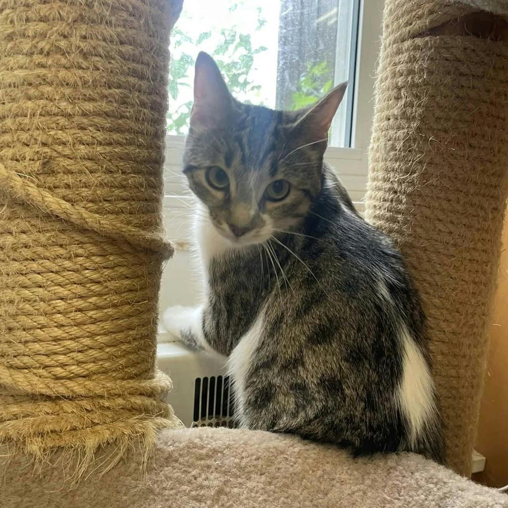 Fernigan, a 1 year and 8 months old Brown Tabby Male Domestic Short Hair Cat