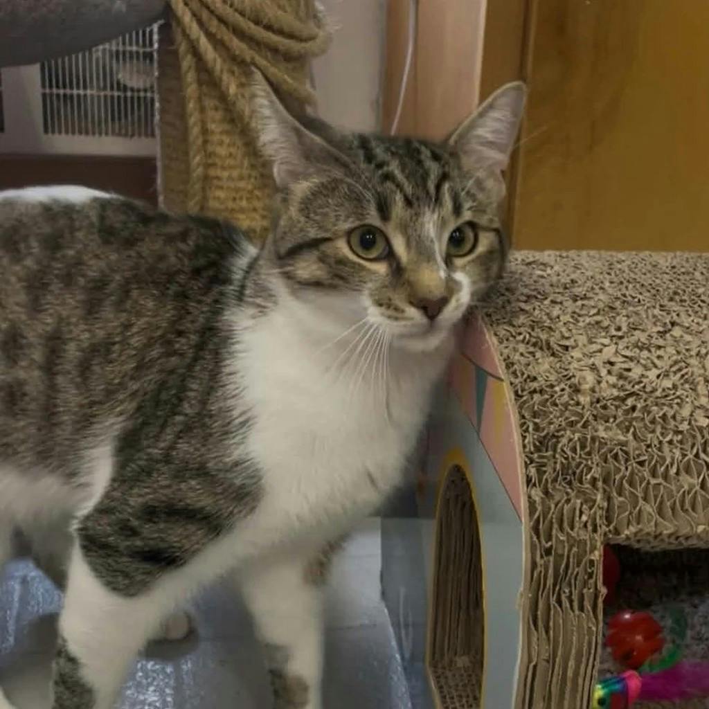 Fernigan, a 1 year and 8 months old Brown Tabby Male Domestic Short Hair Cat