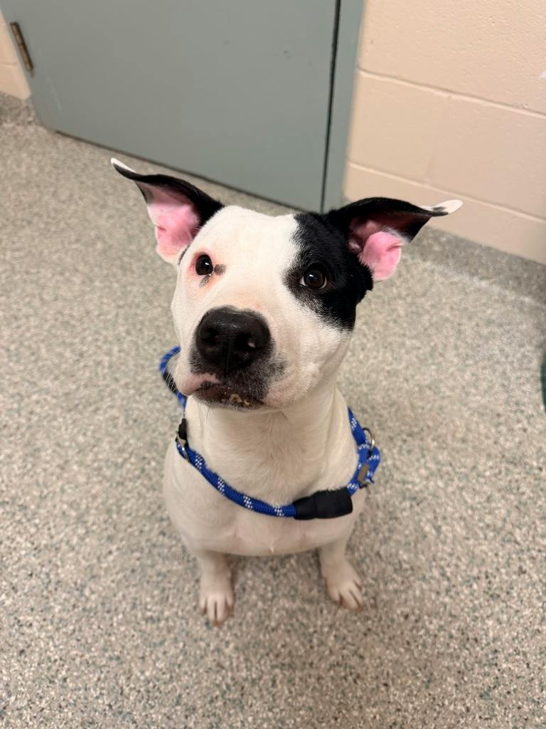 Bingo, a 9 months old Black Male American Bulldog Dog