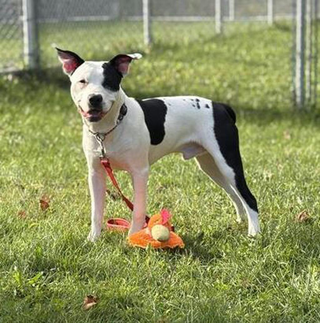 Bingo, a 9 months old Black Male American Bulldog Dog
