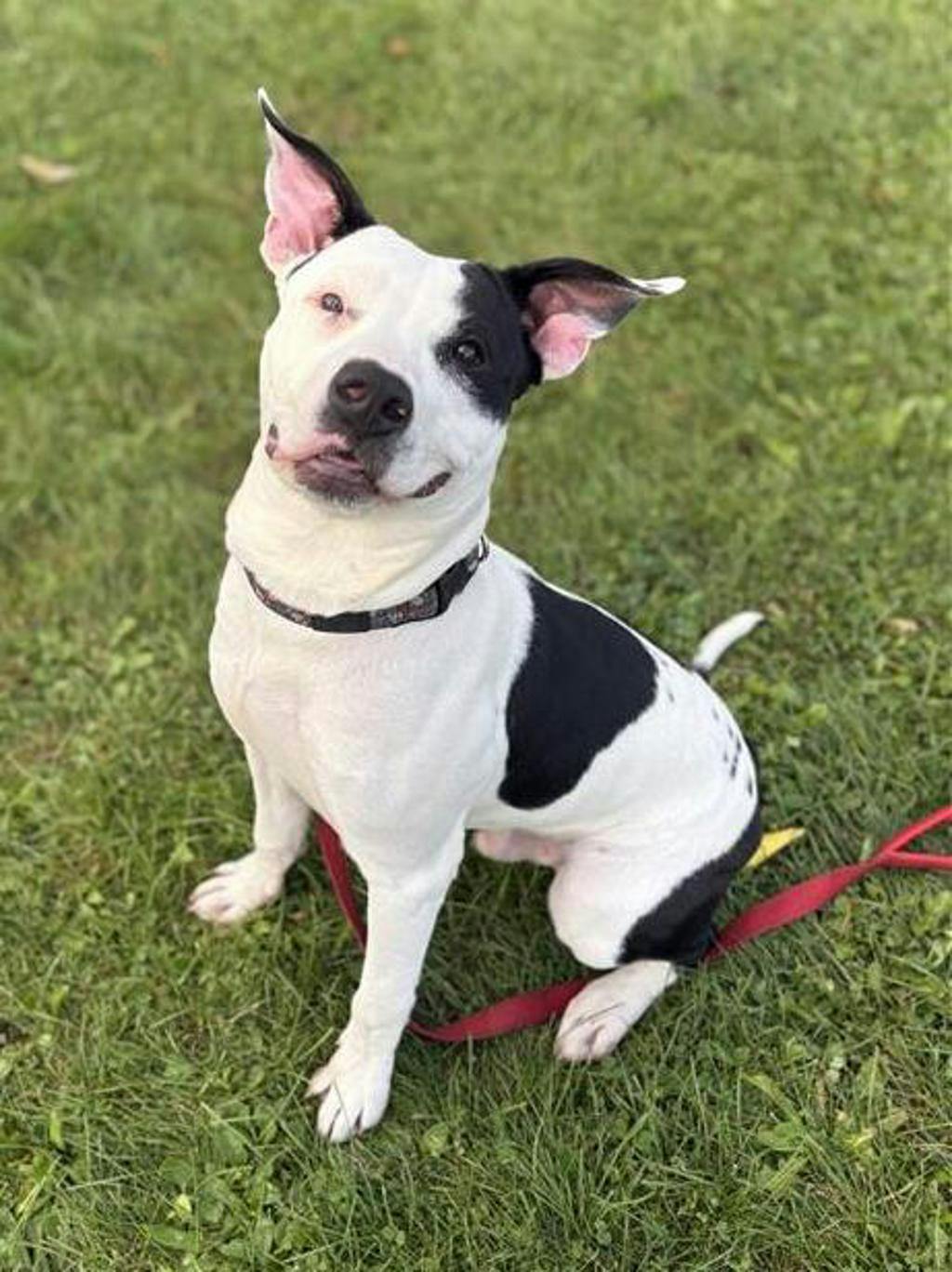 Bingo, a 9 months old Black Male American Bulldog Dog