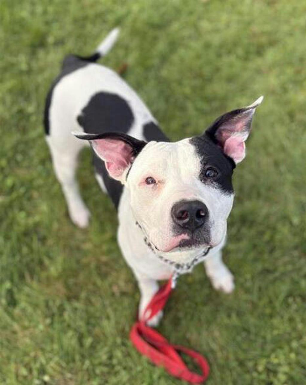 Bingo, a 9 months old Black Male American Bulldog Dog