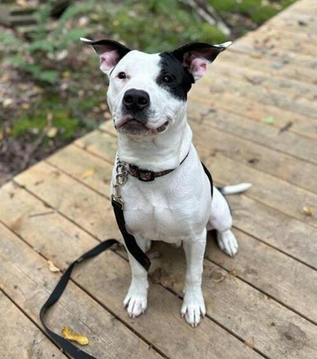 Bingo, a 9 months old Black Male American Bulldog Dog
